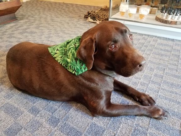 Dog at cannabis store