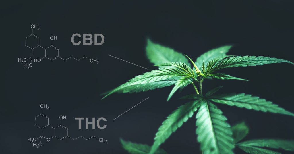 THC vs CBD