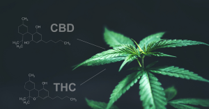 THC vs CBD