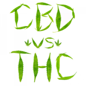 cbd vs thc