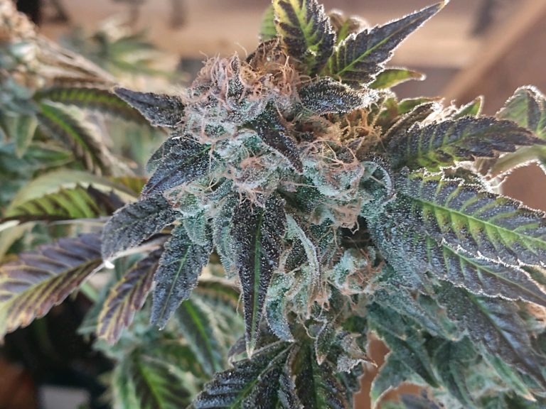 premium maine medical marijuana