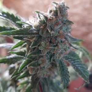 Fresh cannabis plant