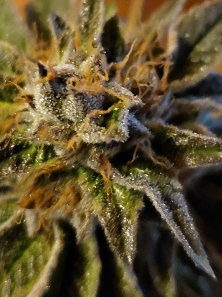 High-quality Maine cannabis