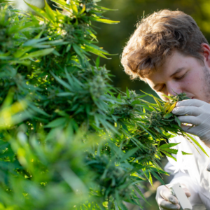 Terpenes (Myrcene, Limonene, Pinene, Caryophyllene)